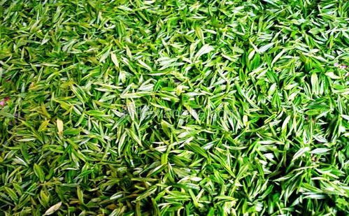保靖黃金茶 匠心獨運的茶葉加工技藝
