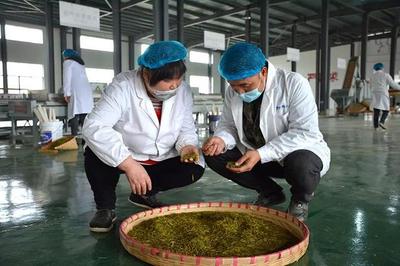 興仁 春茶飄香季，茶園開采忙