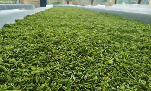 曲江茶谷白葉茶加工廠正式投入運營，開啟茶葉加工新篇章