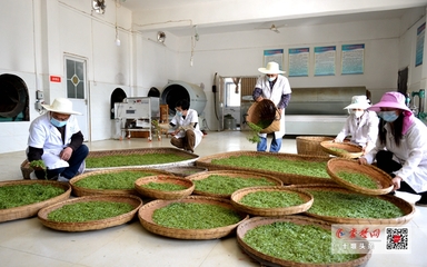 竹山“庸國翠”茶葉產業合作社開園產茶，引領茶葉加工新篇章