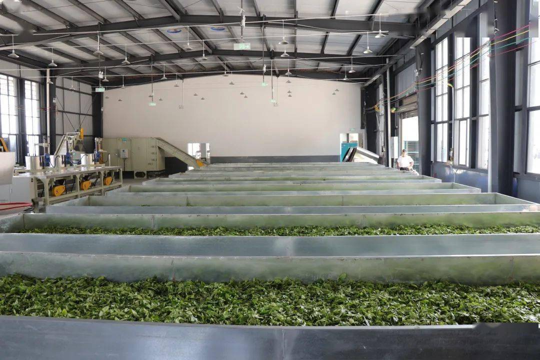 洛恩鄉標準化茶葉加工廠正式投產使用 賦能產業升級，助推鄉村振興