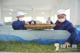 新寨生態茶葉園 以茶興業，助力鄉村振興