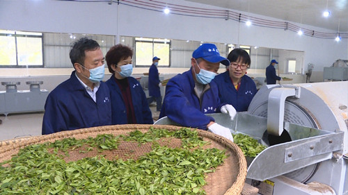 白石千車嶺茶業公司黃茶入選國家農業標準化試點示范項目，引領茶葉加工新高度