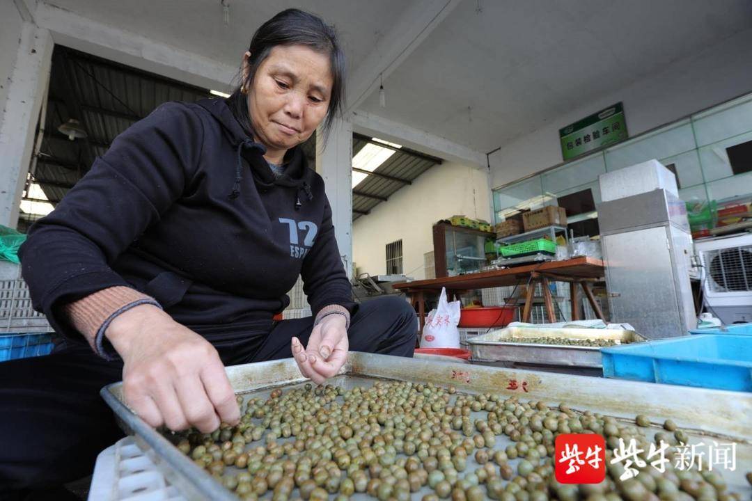 借長三角東風，天長“茶葉加工”跑出加速度