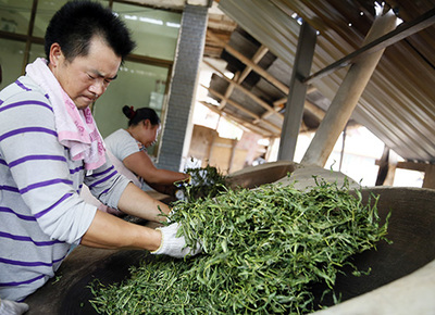 茗博茶山行 親手體驗茶葉加工的匠心之旅